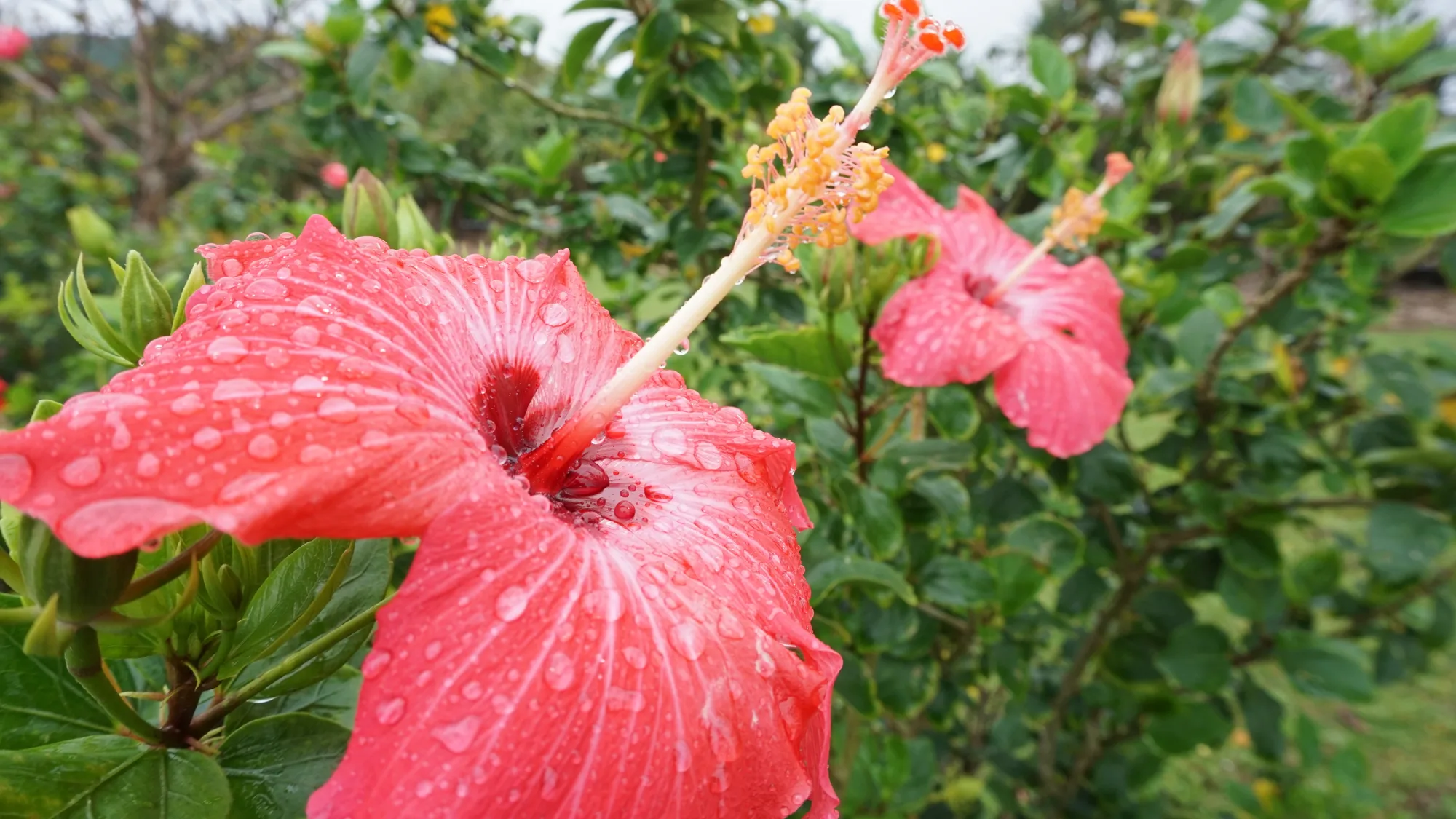 雨に濡れたハイビスカスの花
