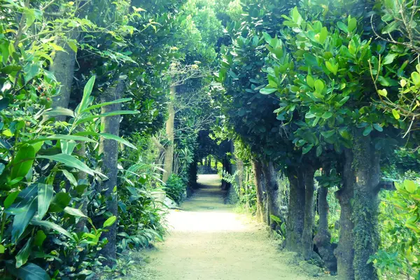 備瀬のフクギ並木 / Fukugi Tree Road